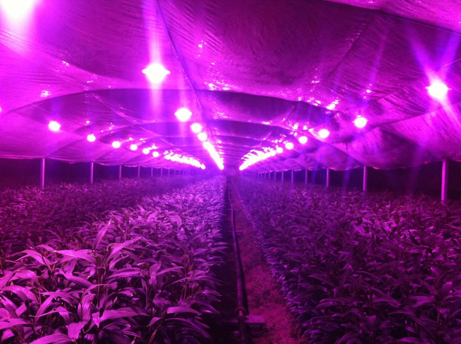 植物在温度偏低的地方应采取什么措施