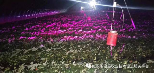 光照对植物的要求很重要