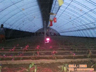 补光灯影响开花结果